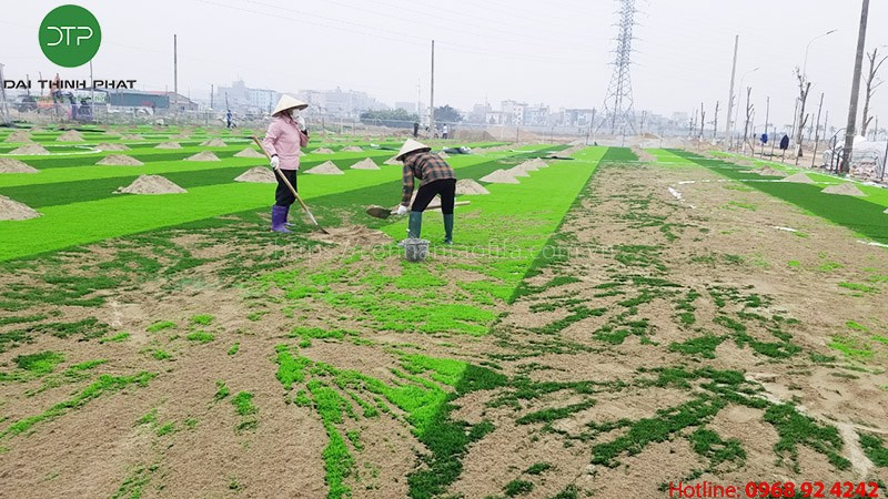 Cỏ nhân tạo ĐTP43 Đại Thịnh phát